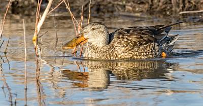 30: Duck - Northern Shoveler-2