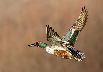 31: Duck - Northern Shoveler-3