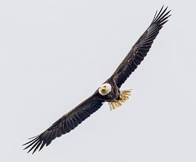 35: Eagle - Bald-2