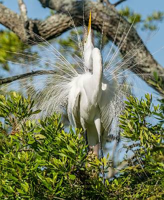 36: Egret - Great-1