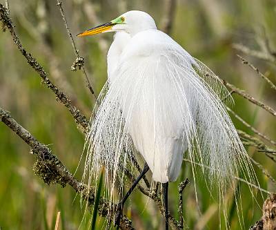 37: Egret - Great-2