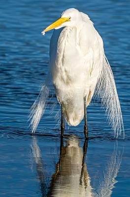 38: Egret - Great-3