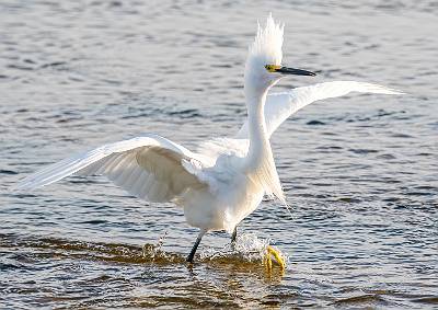 40: Egret - Snowy-2