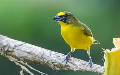 41: Euphonia - Thick-billed-1