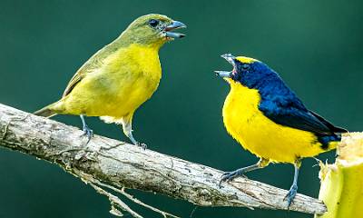 43: Euphonia - Yellow-throated-1