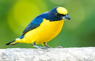 44: Euphonia - Yellow-throated-2