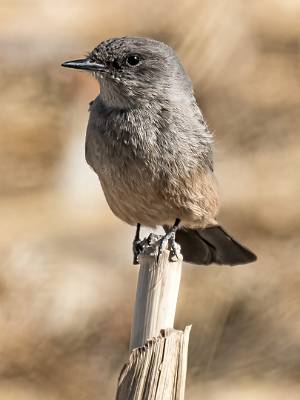 49: Flycatcher - Gray-1