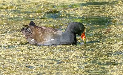 50: Gallinule - Common-1