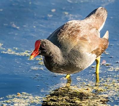 51: Gallinule - Common-2