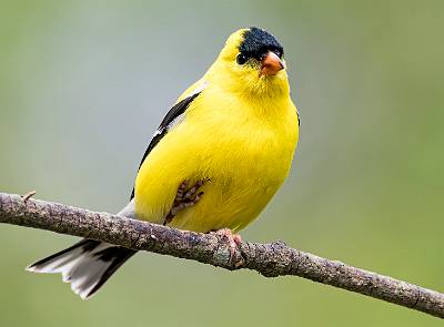 52: Goldfinch - American-1