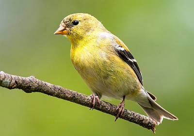 53: Goldfinch - American-2