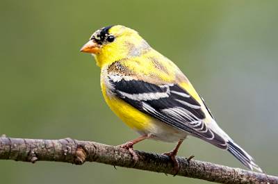 54: Goldfinch - American-3