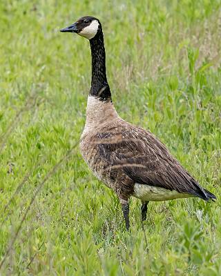 55: Goose - Canada-1