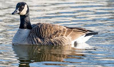 56: Goose - Canada-2