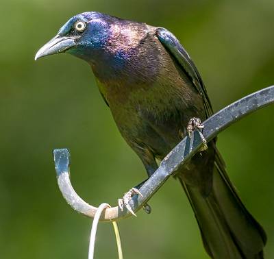 60: Grackle - Boat-tailed-1