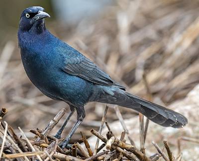 61: Grackle - Boat-tailed-2