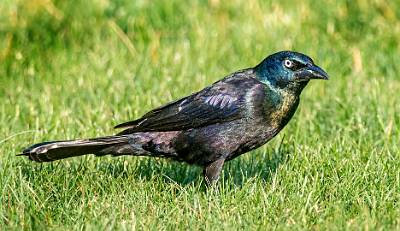 62: Grackle - Common-1