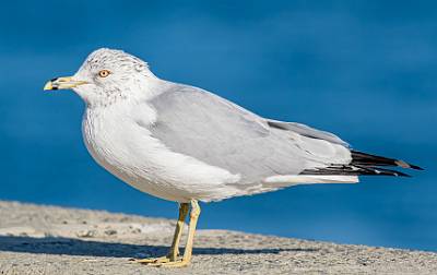 66: Gull - Ring-billed-1