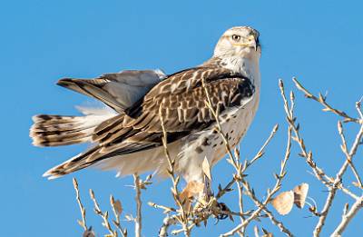 68: Hawk - Ferruginous-1