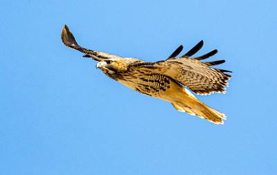 70: Hawk - Red-tailed-1