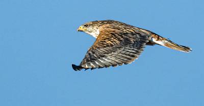 71: Hawk - Red-tailed-2