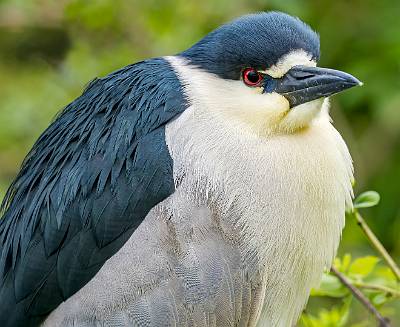 72: Heron - Black-crowned Night-1