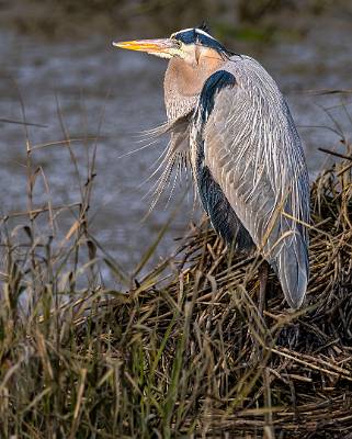 73: Heron - Great Blue-1