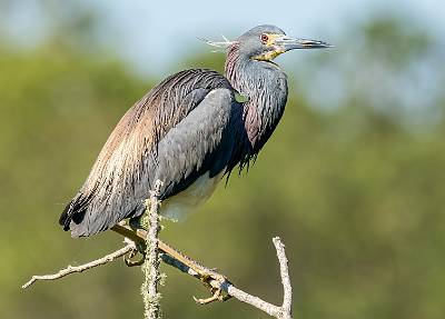 81: Heron - Tricolored-1