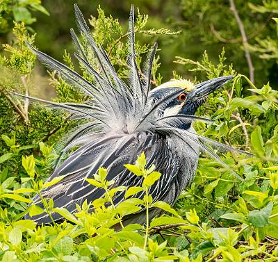 83: Heron - Yellow-crowned Night-1