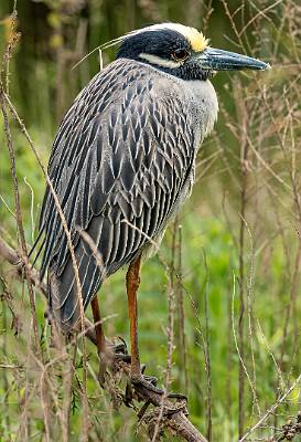 84: Heron - Yellow-crowned Night-2