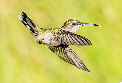 86: Hummingbird - Ruby-throated-2