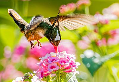 87: Hummingbird - White Crested Coquette-1