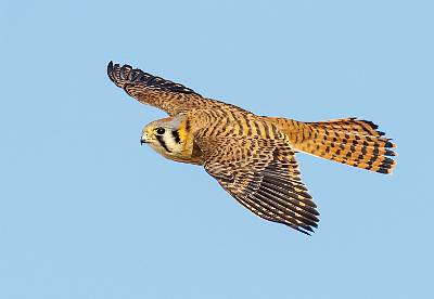 93: Kestrel - American-1