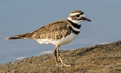 94: Kildeer-1