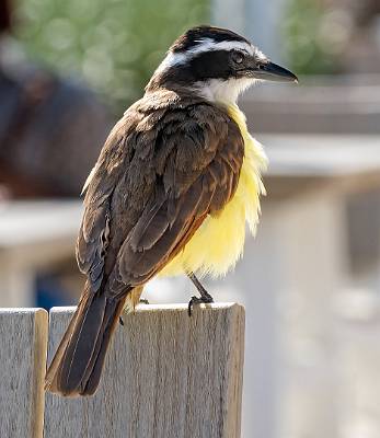 96: Kiskadee-1