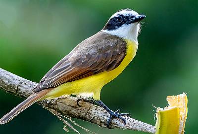 97: Kiskadee-3