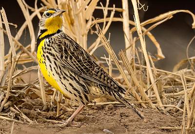 101: Meadowlark - Eastern-1