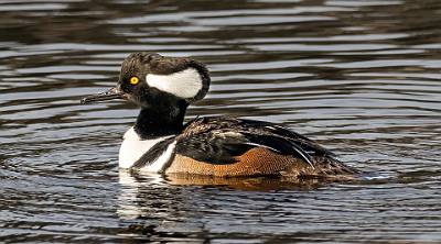 103: Merganser - Hooded-2