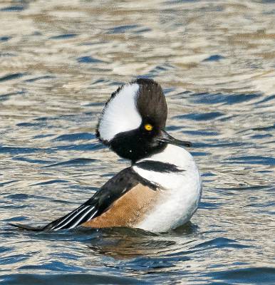 104: Merganser - Hooded-3