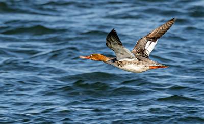 106: Merganser - Red-breasted-2