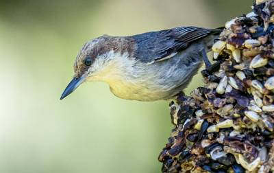 108: Nuthatch - Brown-headed-1