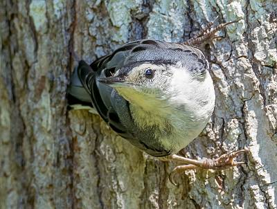 109: Nuthatch - White-breasted-1