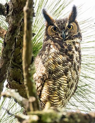 111: Owl - Great Horned-1