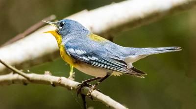 114: Parula - Northern-1