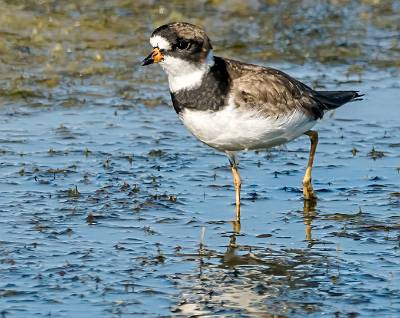 117: Plover - Semipalmated-1