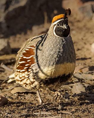 118: Quail - Gambles-1