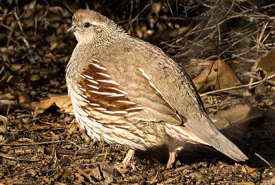 119: Quail - Gambles-2