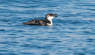 120: Razorbill-1