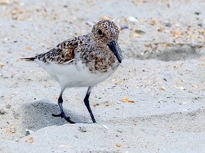 124: Sanderling-1