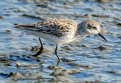 125: Sandpiper - Semipalmated-1